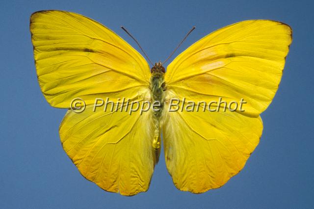 phoebis philea.JPG - Phoebis phileaOrange-barred SulphurLepidoptera, PieridaeMexique